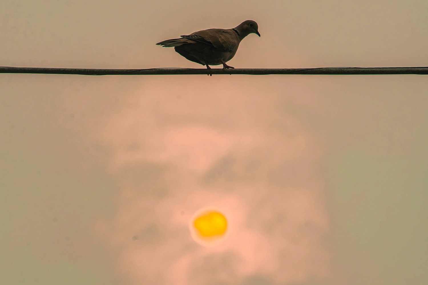 A bird sits on a wire as the sun sets through wildfire smoke last month in Chehalis.