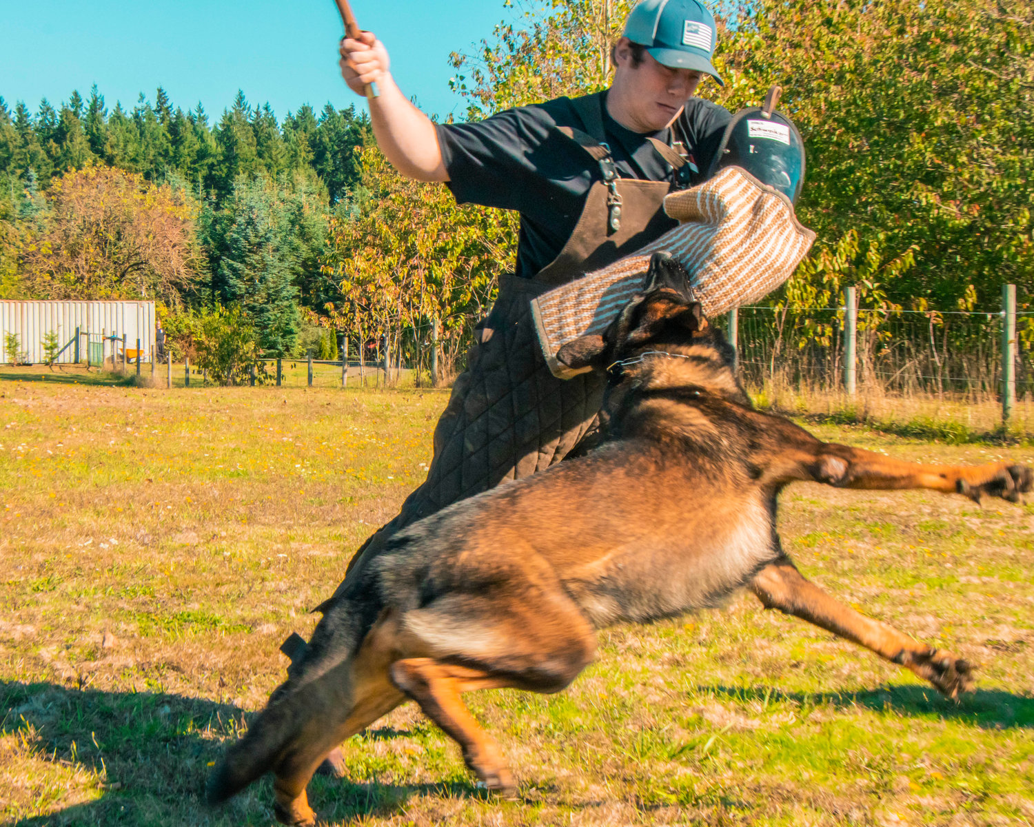 Max takes the training arm right off Dakota Deal throwing him to the ground Tuesday afternoon at Kraftwerk K9 German Shepherds in Rochester.