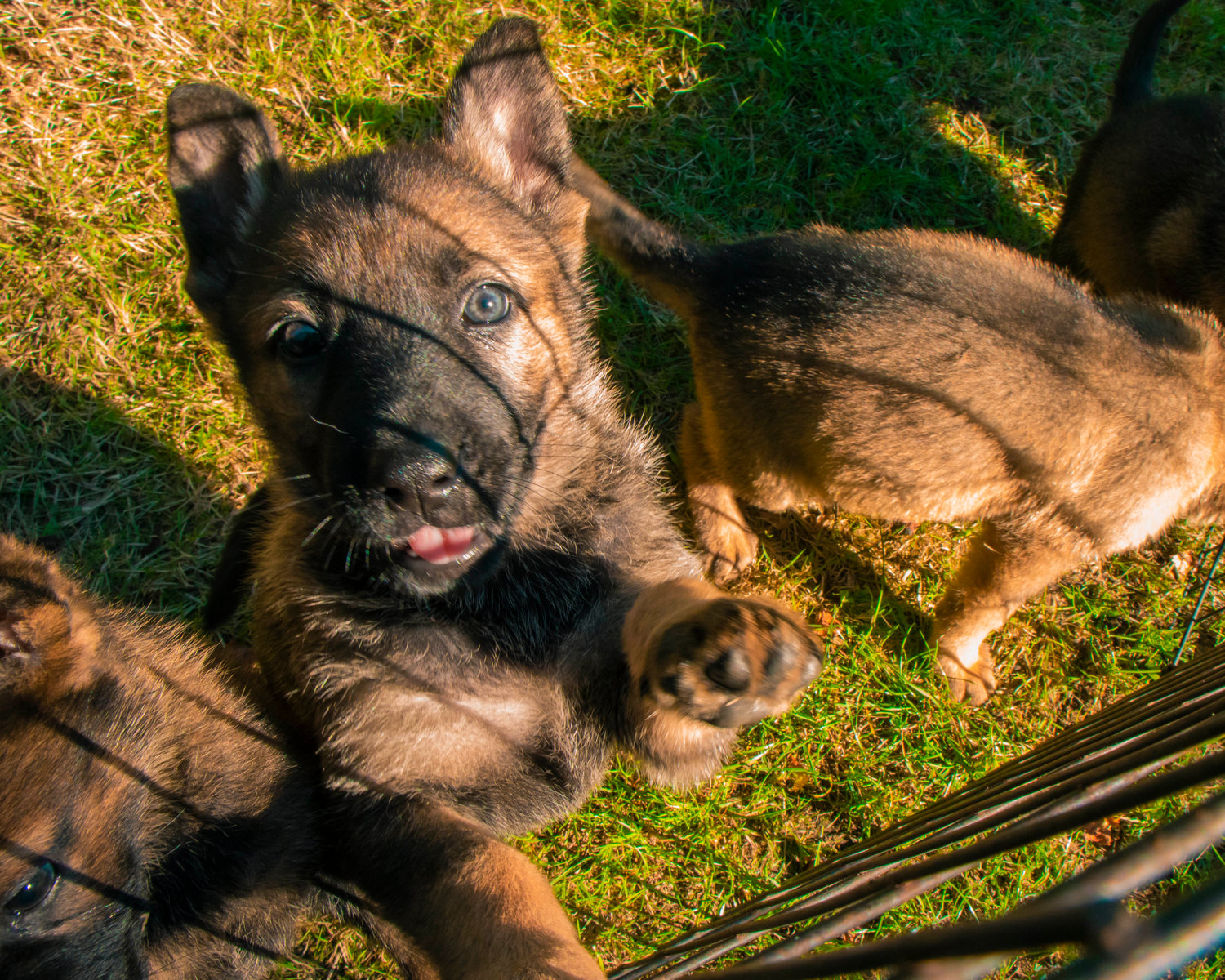 A curious puppy stretches up a fence Tuesday afternoon at Kraftwerk K9 German Shepherds in Rochester.