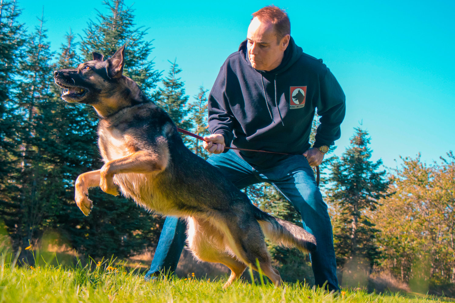 Wayne Curry, uses a custom leash while working with Mona Von Wolfsheim Tuesday afternoon at Kraftwerk K9 German Shepherds in Rochester.