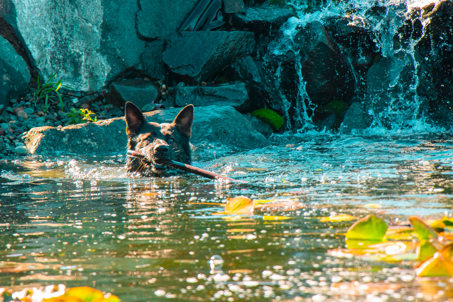Max cools off in a front yard pond Tuesday afternoon at Kraftwerk K9 German Shepherds in Rochester.