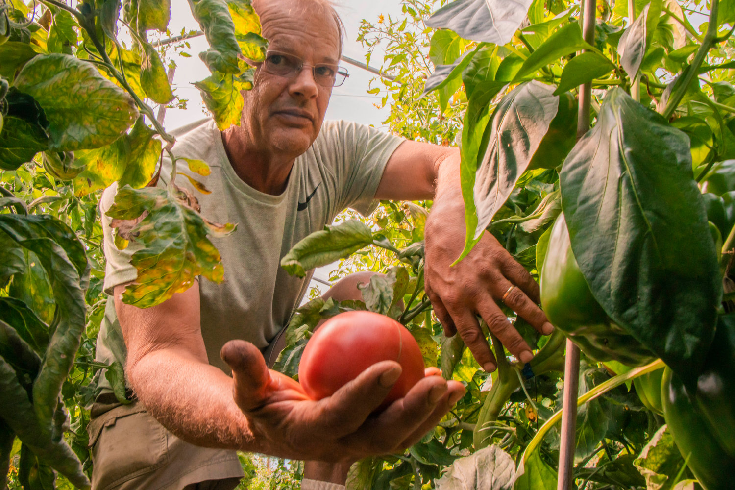 Burke Deming holds up a Bigdena Tomato in a greenhouse he built, Tuesday morning at Olequa Farm in Winlock.