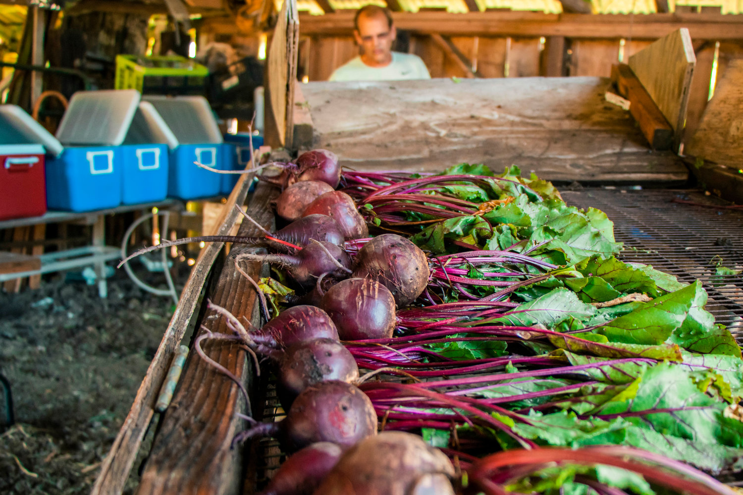 Beets sit on display Tuesday morning at Olequa Farm in Winlock.
