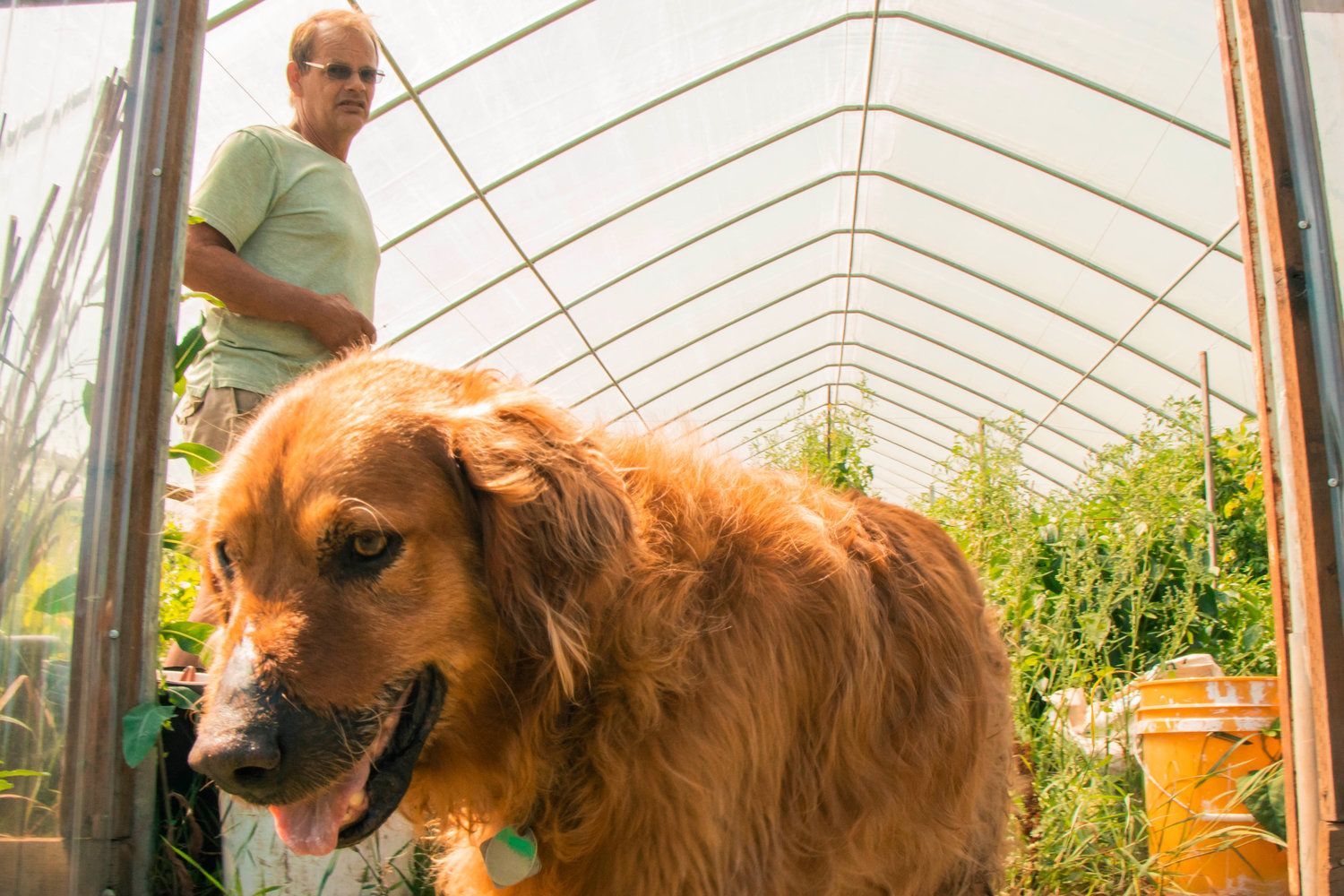 Burke Deming talks about the plants inside a greenhouse he built as his dog Cooper walks by Tuesday morning at Olequa Farm in Winlock.