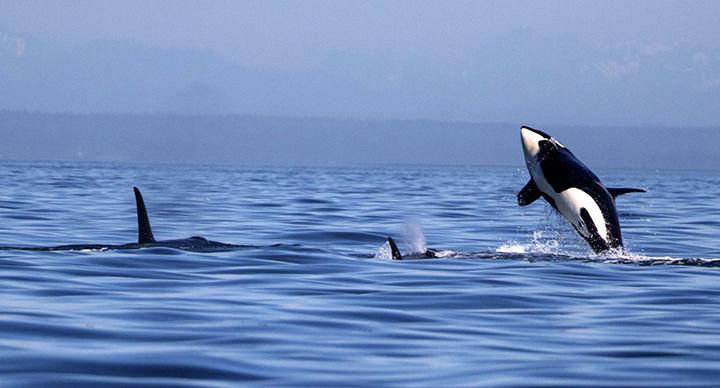 Southern resident killer whales have been missing from the Puget Sound region for the summer.