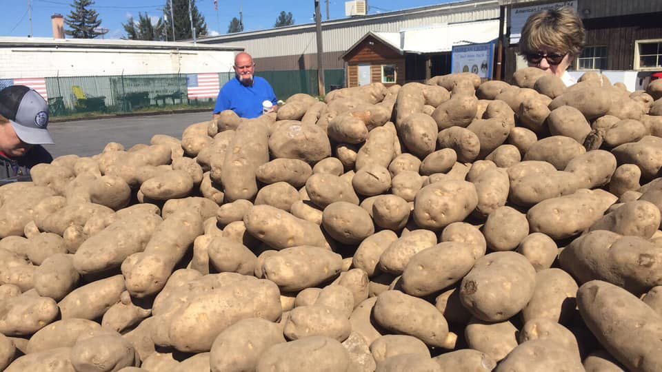 Potatoes are given away in Chewelah, Washington, earlier this year. 