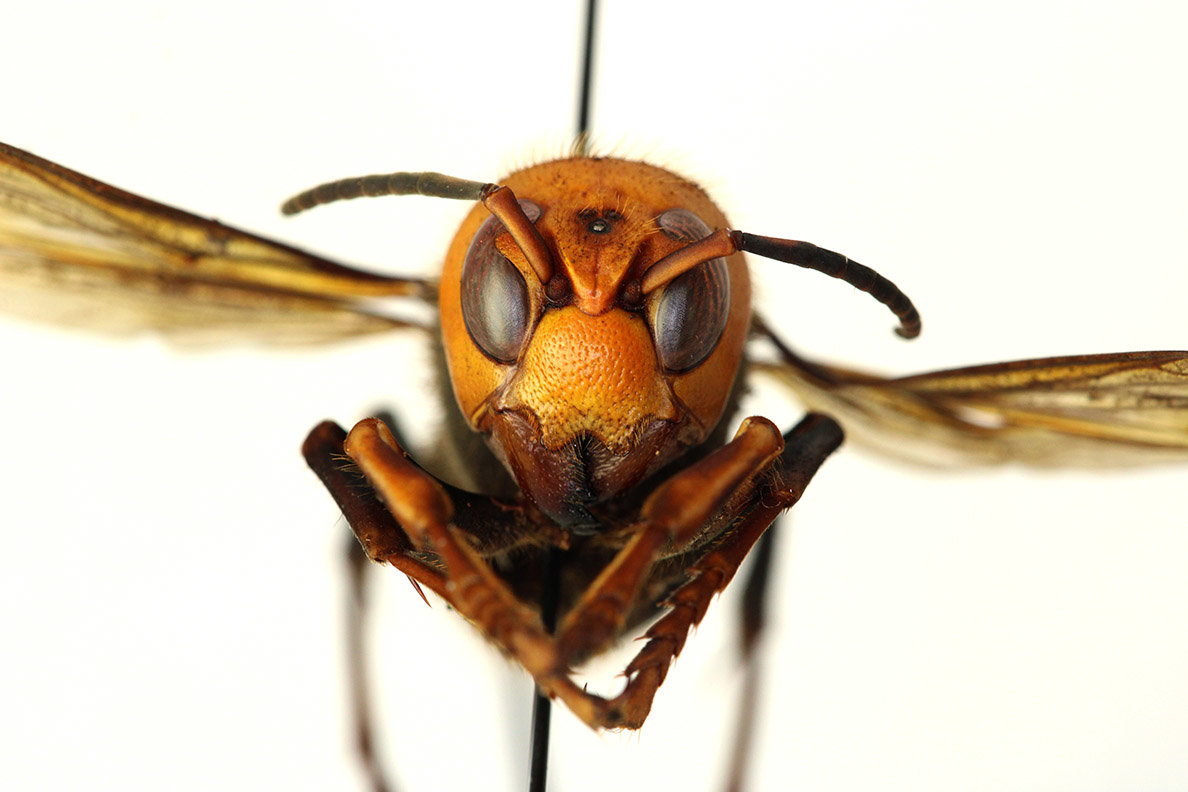 Asian giant hornet, the world's largest species of hornet, was found late last year in northwest Washington. WSU Extension scientists are partnering with state agencies, beekeepers, and citizens to identify and report the invasive insect.