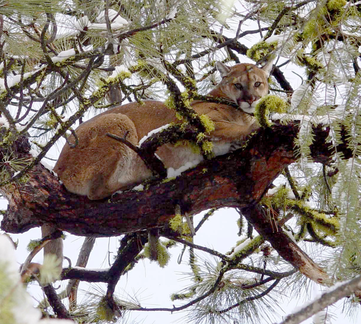 This photo of a cougar was provided by the Washington Department of Fish and Wildlife.