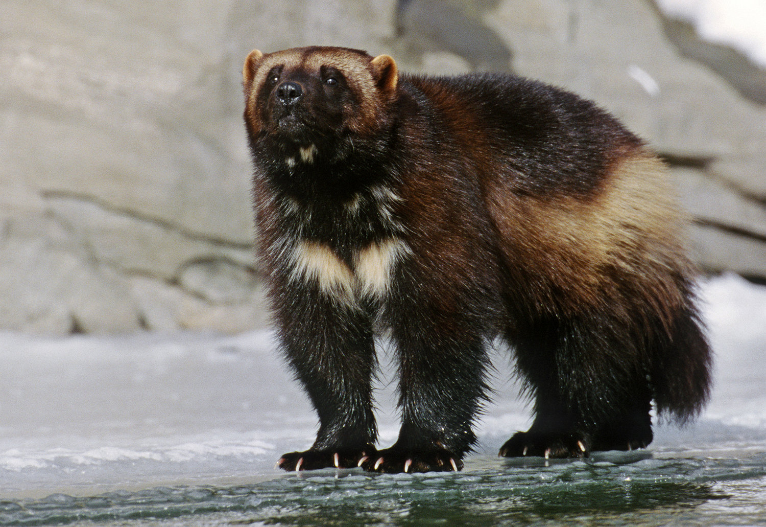 This 1996 photo provided by NaturalExposures.com shows an adult wolverine on a frozen river taken in the Bridger Mountains north of Bozeman, Mont. The Obama administration brushed over the threat that climate change poses to the snow-loving wolverine when it denied protections for the elusive predator also known as the "mountain devil," a federal judge ruled Monday, April 4, 2016. (Daniel J. Cox/NaturalExposures.com via AP)