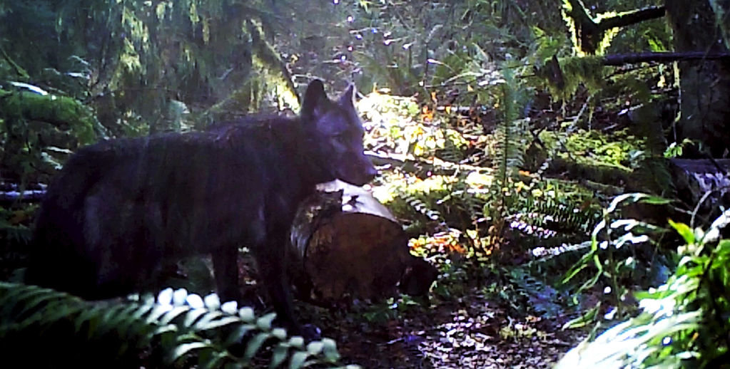 The male member of the Diobsud Creek Pack in Skagit County. 