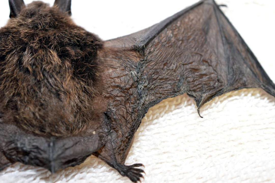 This little brown bat was found in 2016 near North Bend and was the first case of white-nose syndrome in the state.