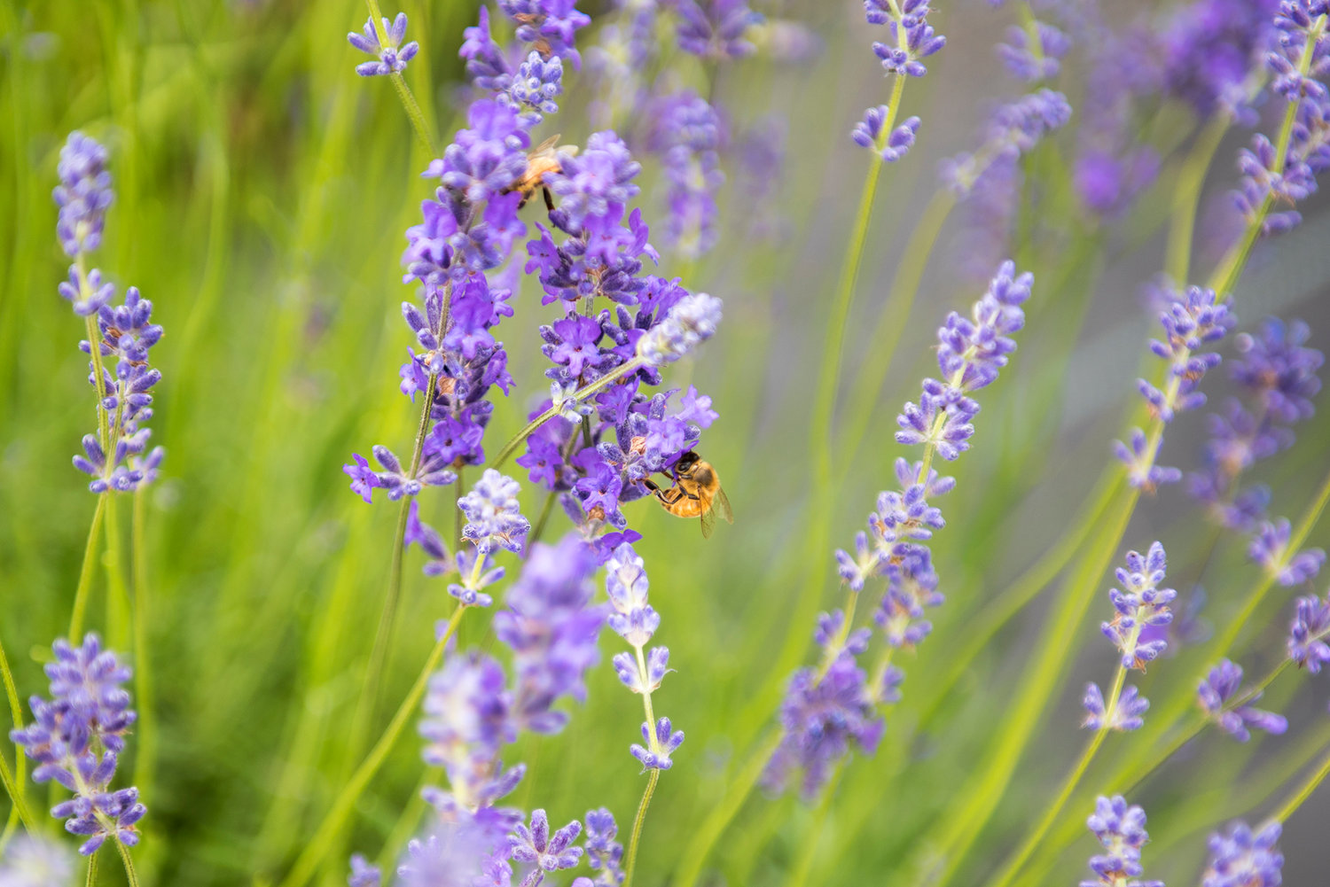 Bees can be found on most of the more than 2,500 plants that make up the Cowlitz Falls Lavender Farm in Randle.