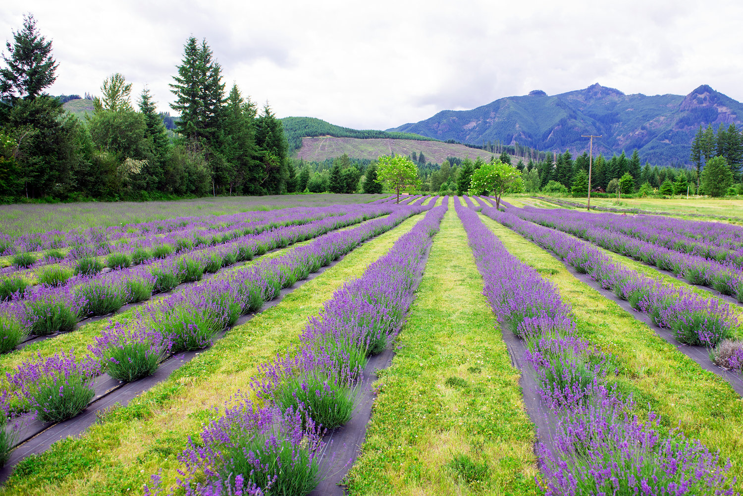 Thousands of lavender plants will be on display during a festival next weekend at the Cowlitz Falls Lavender Farm in Randle.