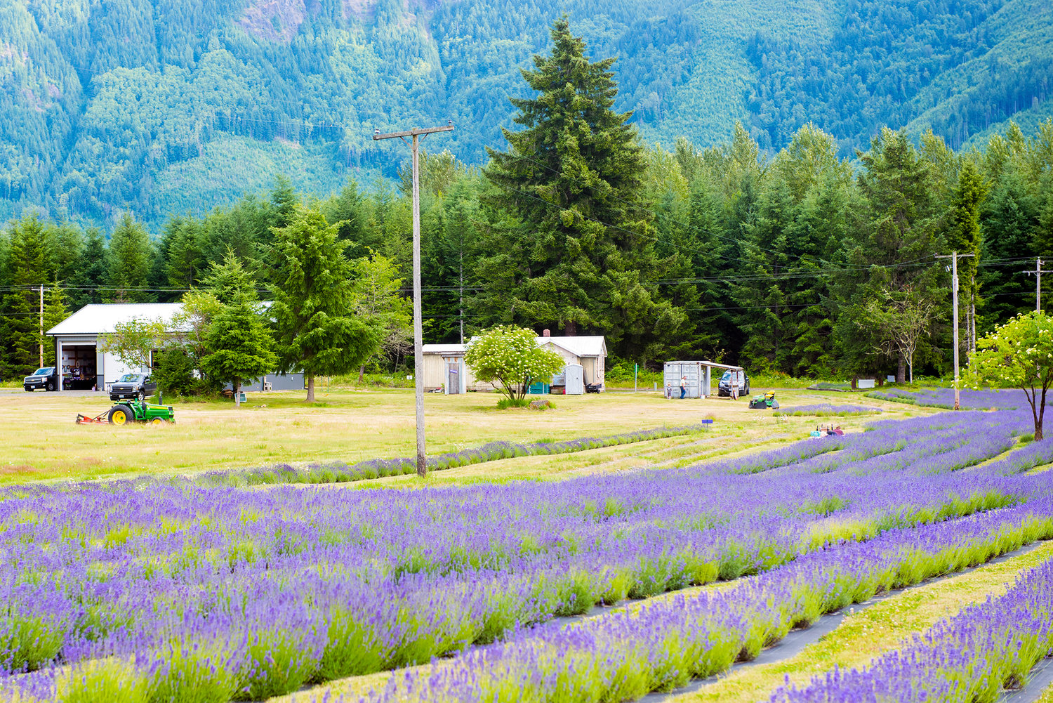 The Cowlitz Falls Lavender Farm in Randle as seen on Saturday afternoon.