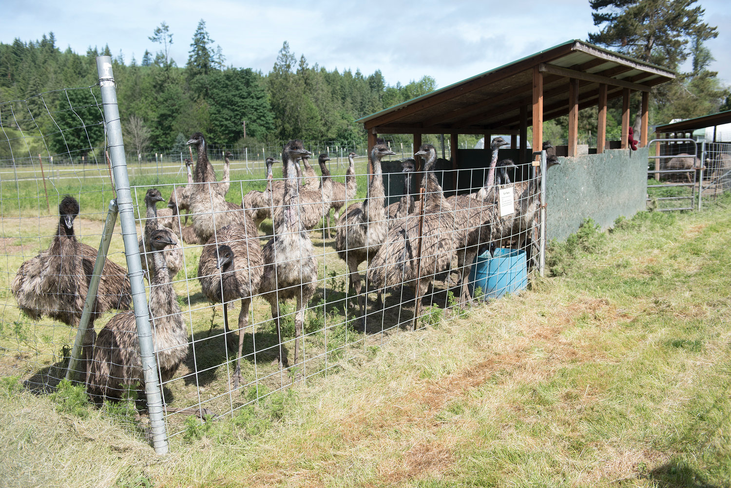 A contingent of emus stand at attention during 3 Feather Emu Ranch’s Spring Visit Day on June 1, 2019.