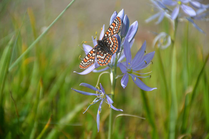 Scientists at Washington State Department of Fish and Wildlife have tripled the amount of Endangered Taylor’s checkerspot butterflies in the last decade through prairie restoration work.
