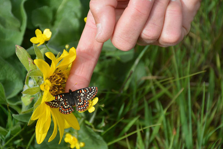 Mary Linders, endangered species recovery biologist for Washington State Department of Fish and Wildlife points to the endangered Taylor’s checkerspot butterfly at the Scatter Creek Wildlife Area Complex Wednesday, May 8.