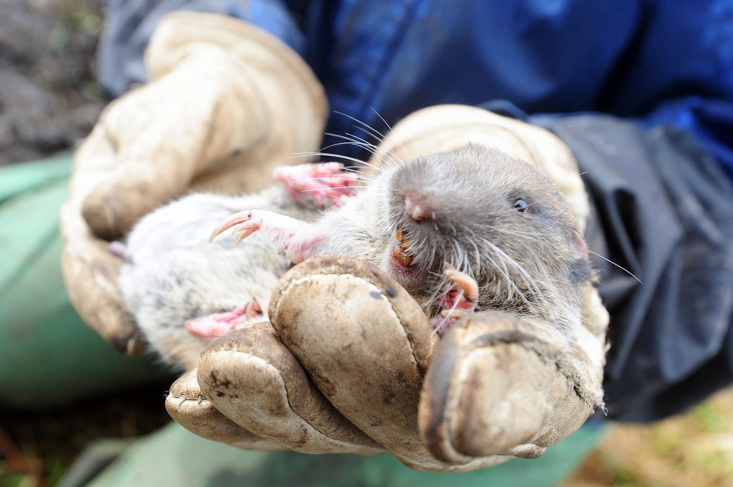 In this April 13, 2011, file photo, Lisa Hiam holds a Mazama pocket gopher after trapping it in the Mima Mounds of West Rocky Nature Preserve near Maytown.
