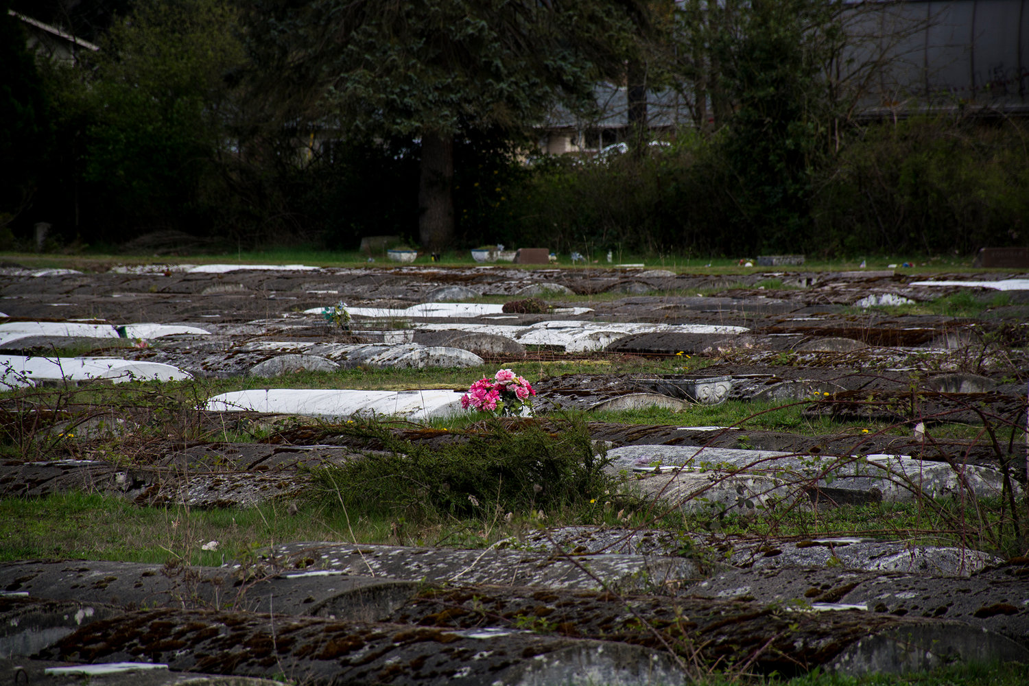 A bouquet of pink flowers sits in the midst of brambles and broken branches at Greenwood Memorial Park in Centralia.