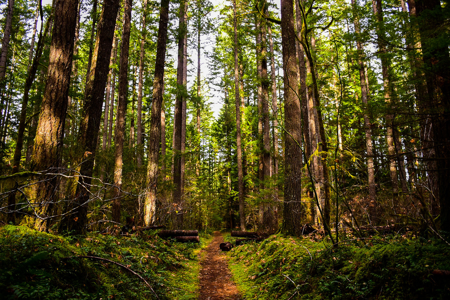 Washington State Parks owns 175 acres of forest in Packwood near the confluence of Skate Creek and the Cowlitz River.