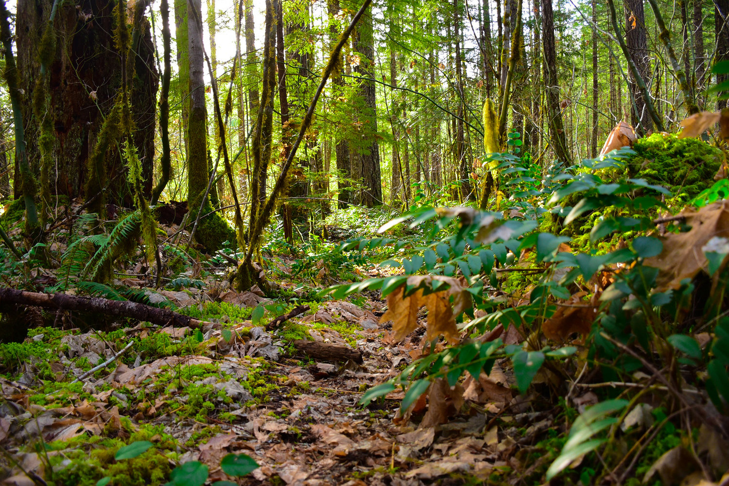 Washington State Parks owns 175 acres of forest in Packwood near the confluence of Skate Creek and the Cowlitz River.