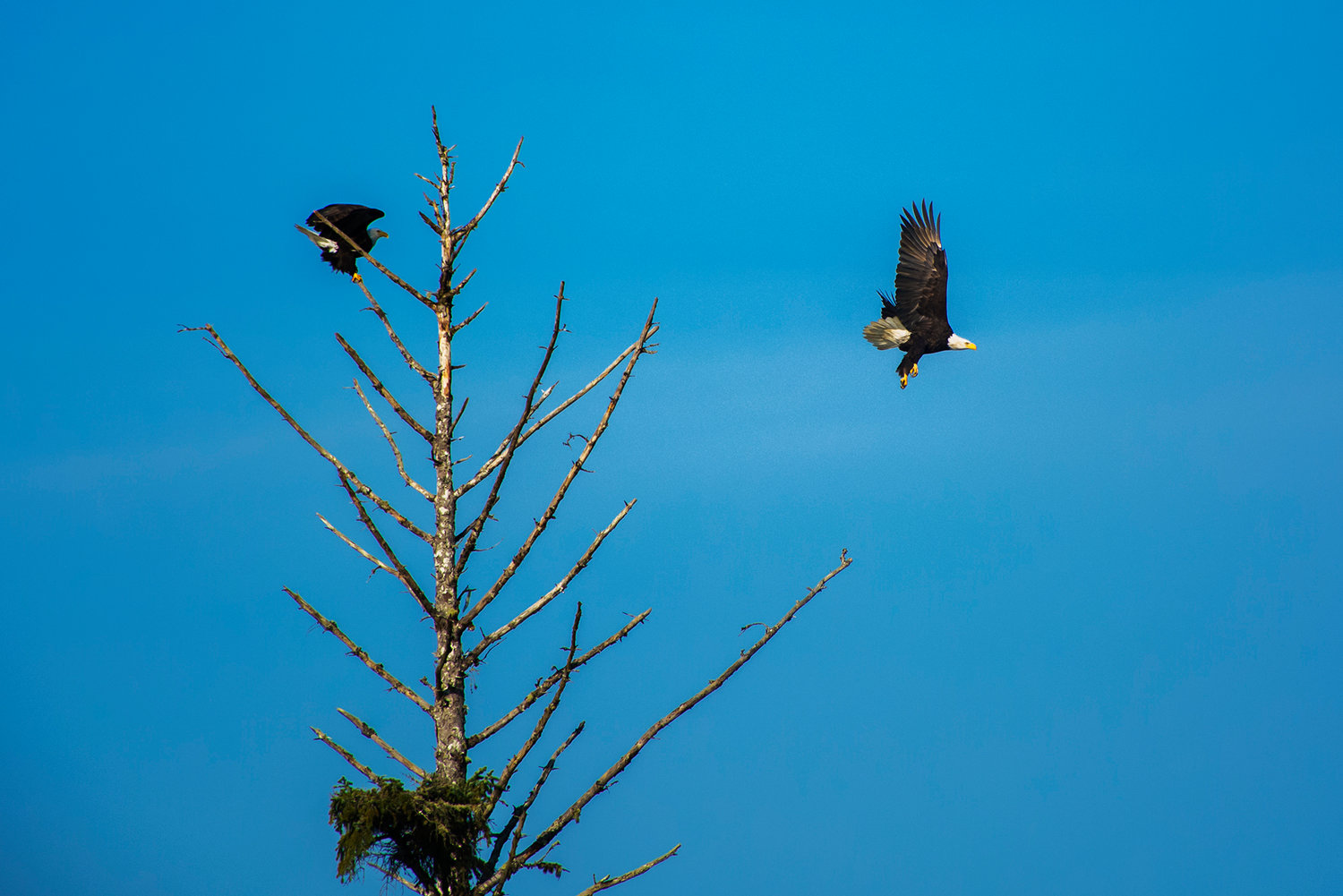 A bald eagle takes off from a tree above the Chehalis River Tuesday morning.