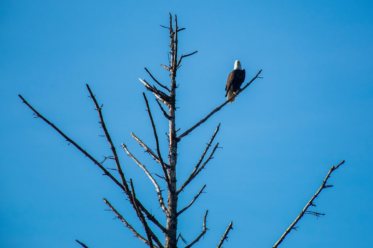 A bald eagle sits in a tree above the Chehalis River Tuesday morning.