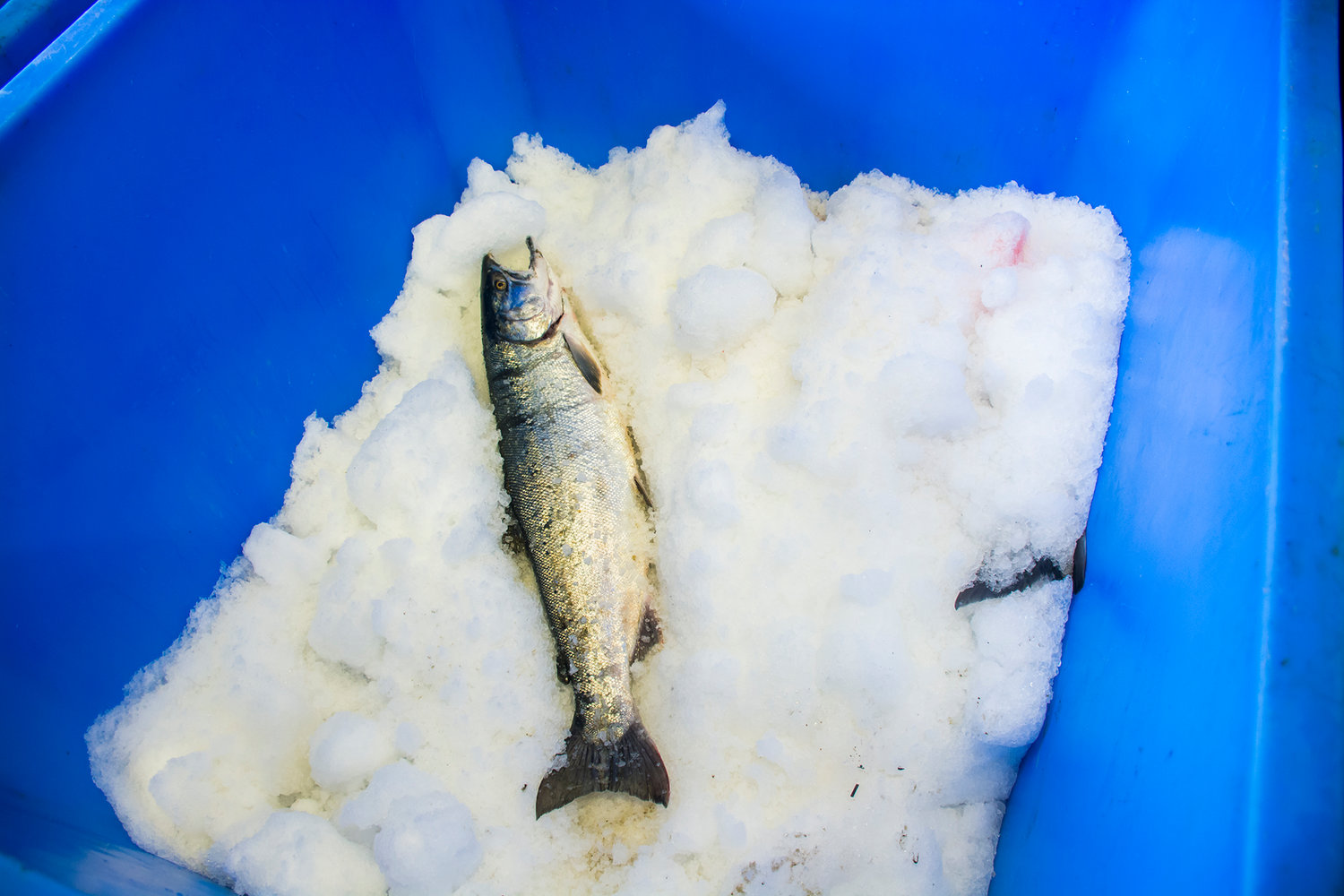 A salmon sits on ice at the Quinault fish plant in Aberdeen.