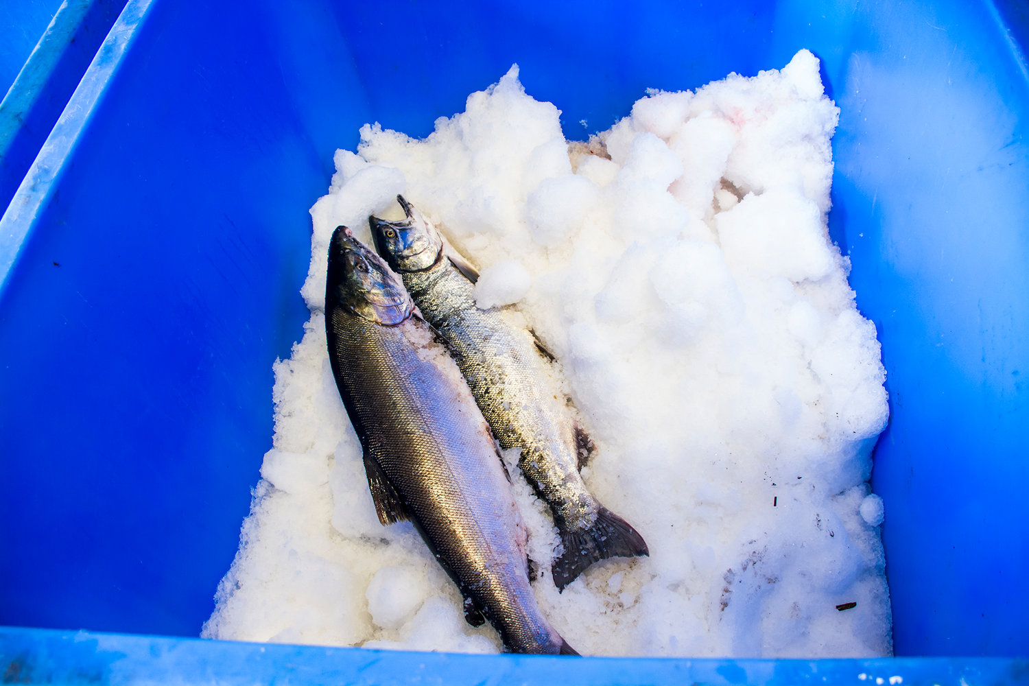Salmon sit on ice at the Quinault fish plant in Aberdeen.