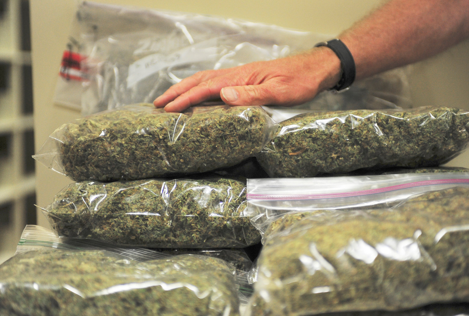 Police-seized marijuana is shown in this Chronicle file photo.