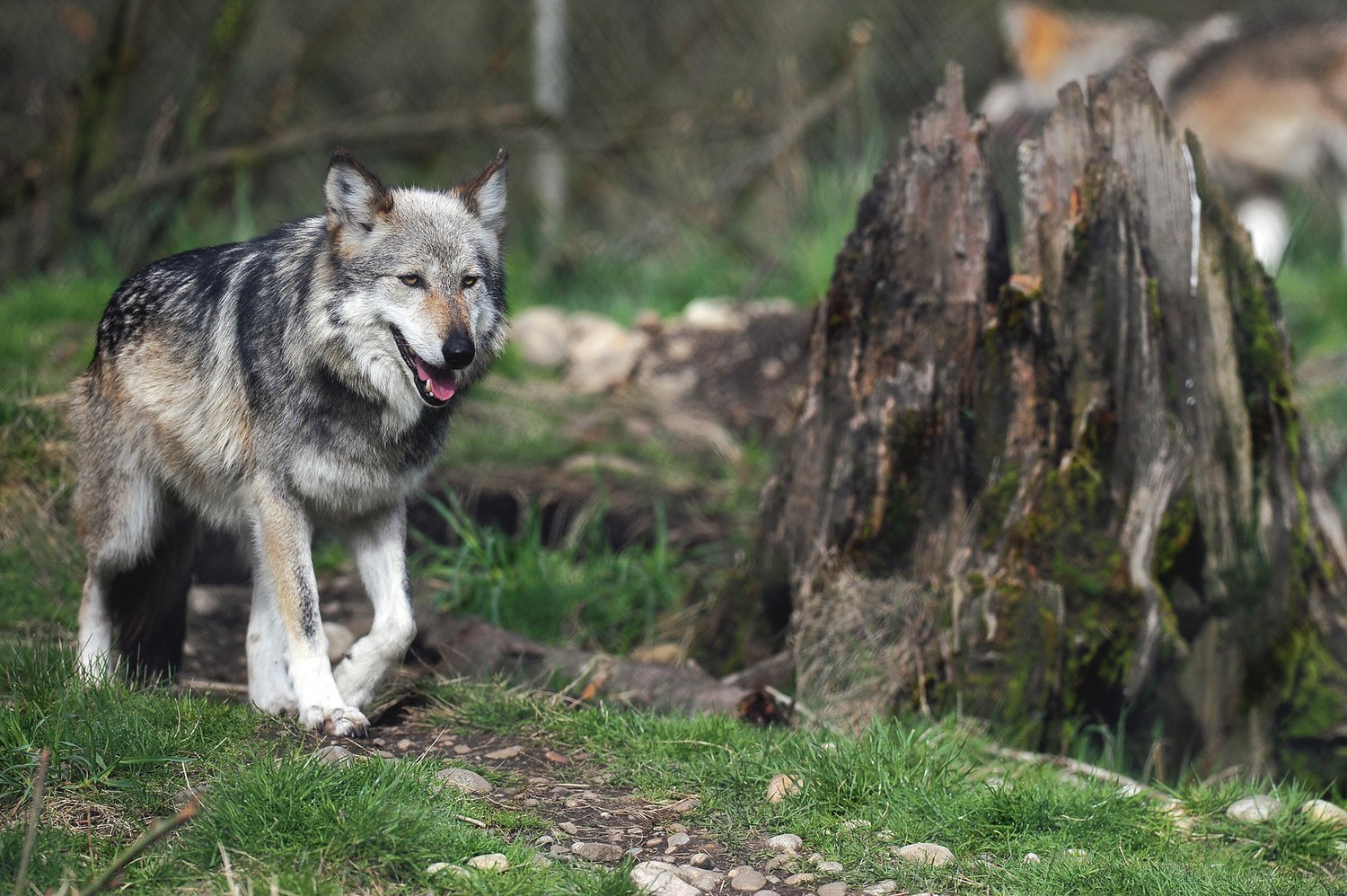Tickets Available For Wolf Haven International’s ‘Wolves & Wine’ Event ...