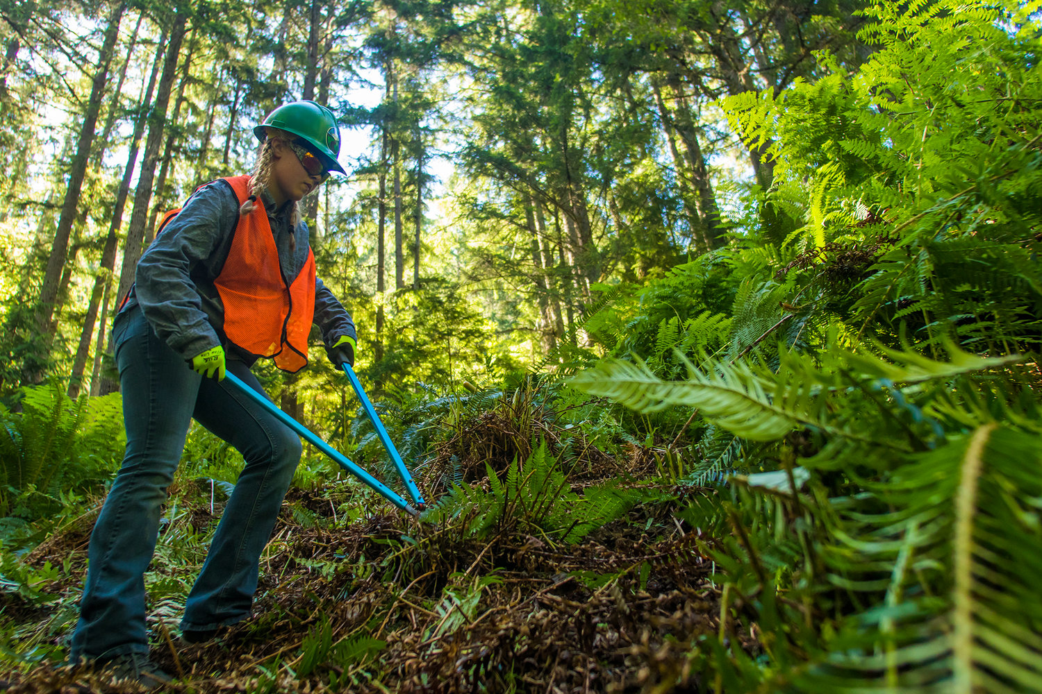 Jaiden Linder, a sophomore at White Pass High School, uses a pair of branch trimmers off of Forest Road 77 Wednesday afternoon in the Gifford Pinchot National Forest.