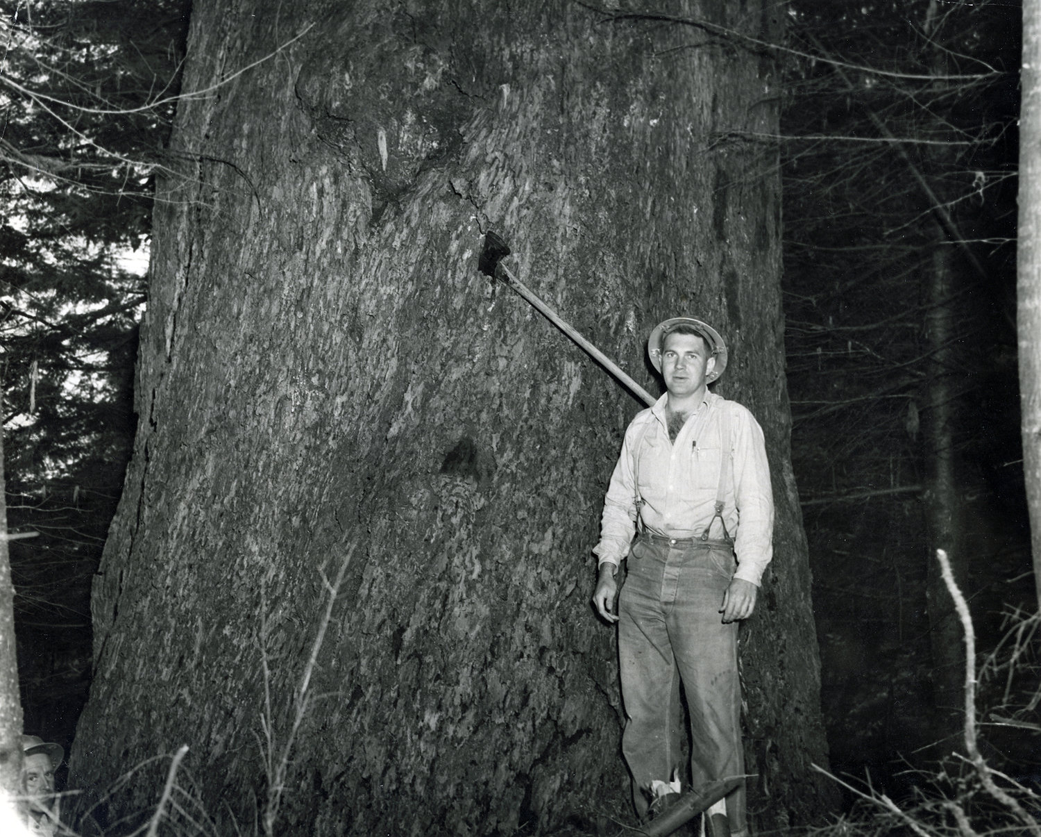A man stands with an axe in the big tree in 1955.