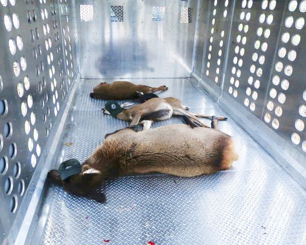 Sedated deer are seen in the back of a trailer the Washington Department of Fish and Wildlife used to transport the animals that were later killed following a raid at For Heaven’s Sake Animal Rescue in Rochester last month. 