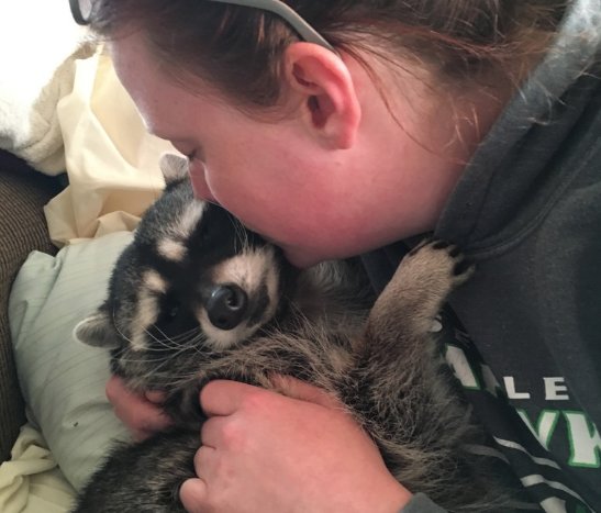 Katie Greer, daughter of the plaintiffs, Kellie and Chris Greer, is shown cuddling with the rescued raccoon named Mae in this courtesy photo provided by attorney Adam Karp.