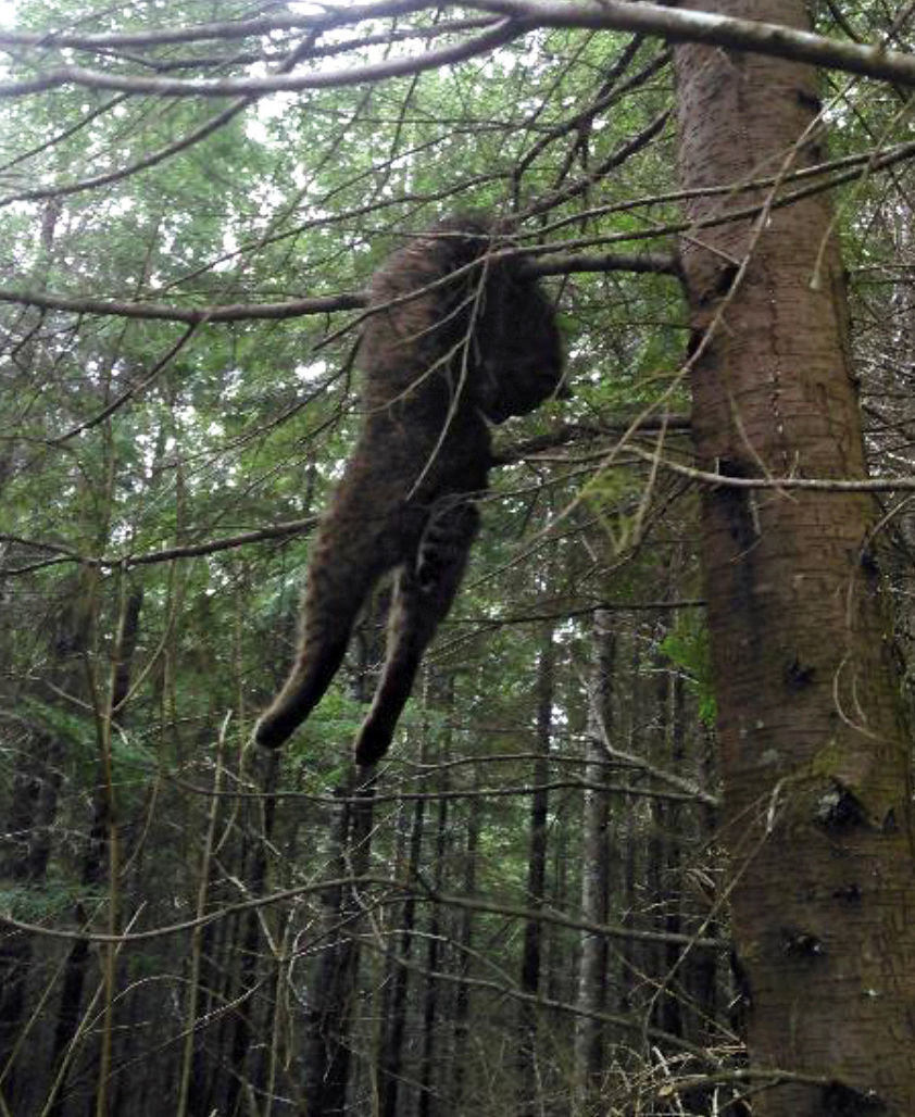 A dead bobcat hangs from a tree. This photo allegedly was found on Eddy Dills’ phone and was included in records released to The Chronicle following a public records request. A trio of new suspects charged in Lewis County Superior Court is also accused of illegally killing bobcats in the Gifford Pinchot National Forest. 