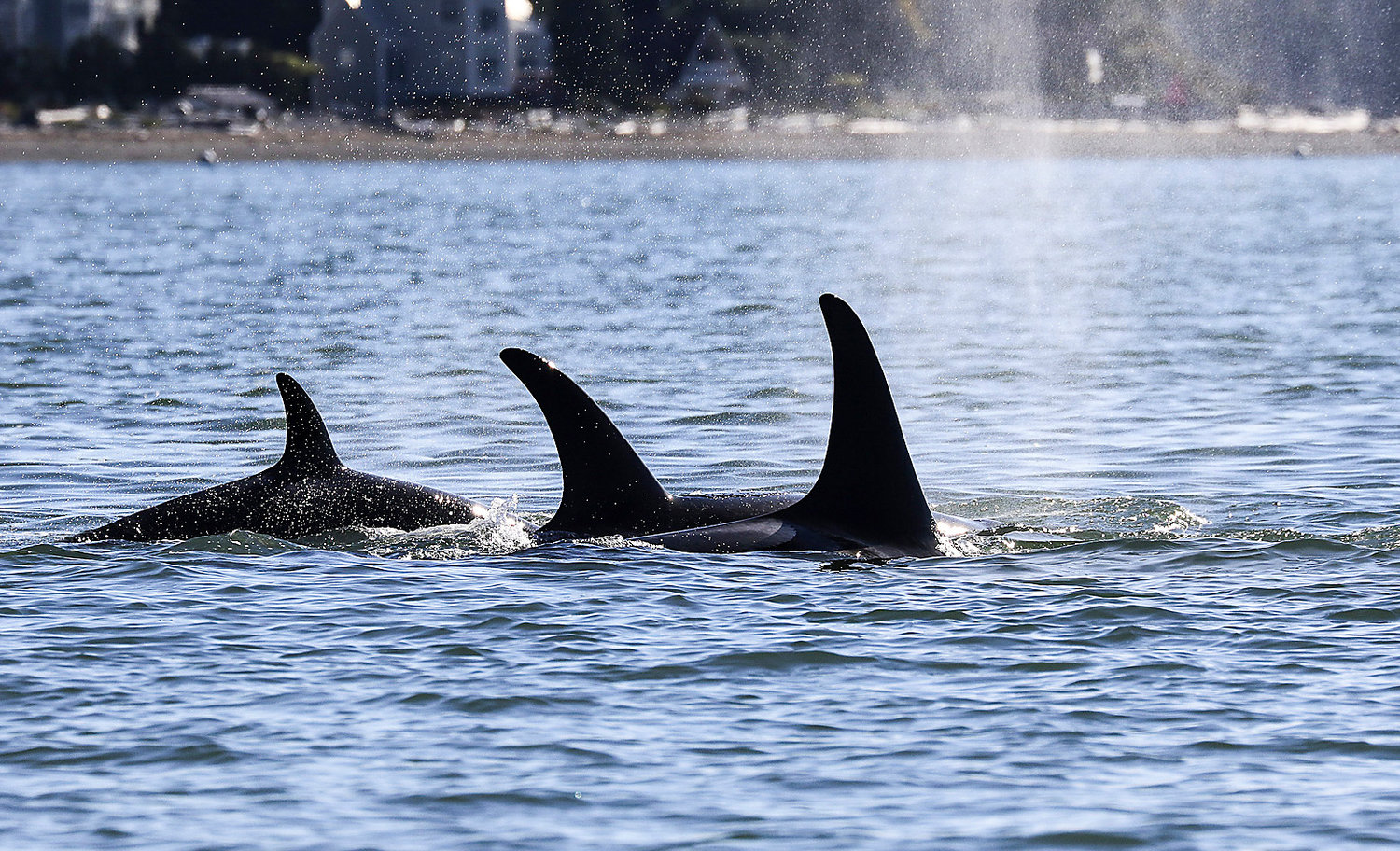 A pod of orcas swims through the Saratoga Passage near Camano Island in this file photo.