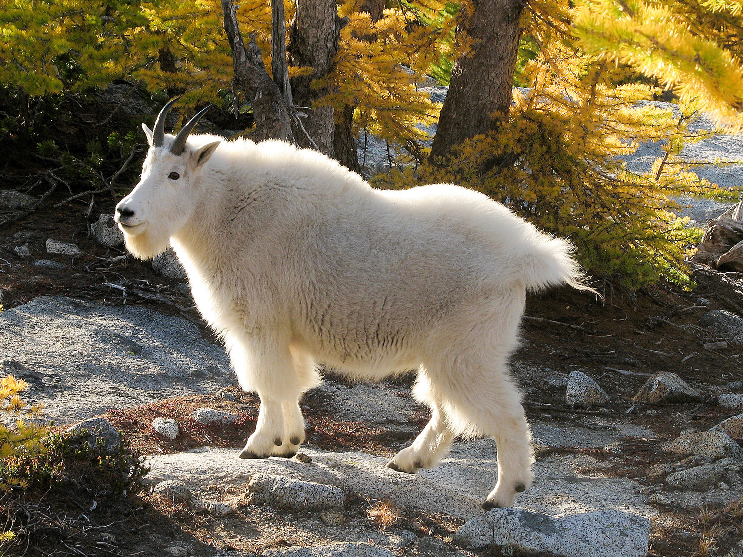 Native Mountain Goats Thriving in South Cascades | The Daily Chronicle