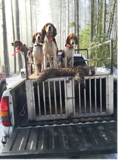 Eddy Dills’ hunting dogs are in this photo next to a dead bobcat on what WDFW police believe to be his truck after an illegal hunt in Oregon on Christmas 2015.