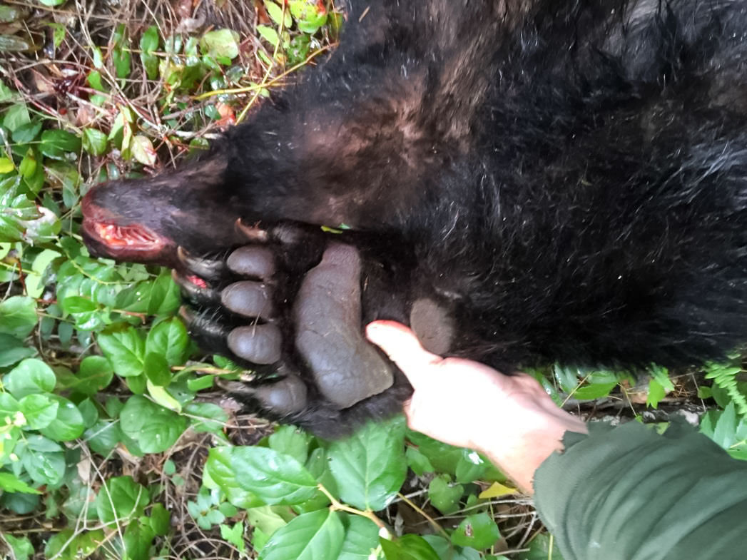 A bear paw belonging to a freshly poached black bear is propped up for a photograph on May 26, 2016, near Lower Lewis River Falls.