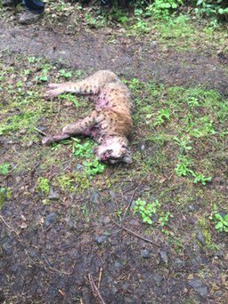 The photos released by the Washington Department of Fish and Wildlife show some of the work of poachers in a large ring currently under investigation in Southwest Washington. 