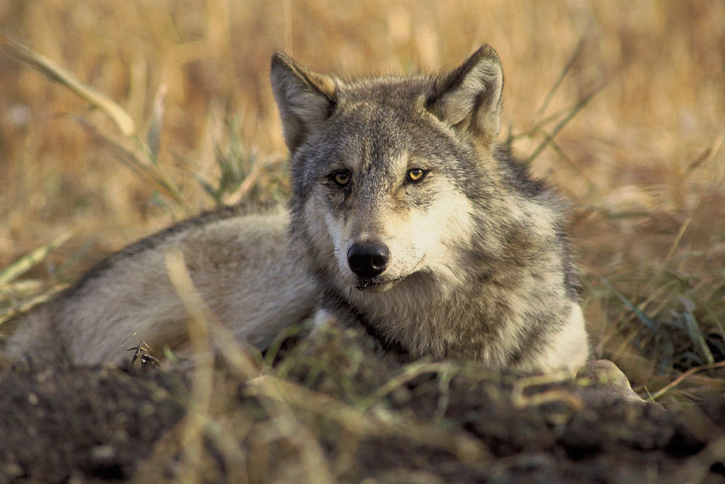 Kill Them or Move Them? Wolf Control Options Weigh on Wildlife Panel | The  Daily Chronicle