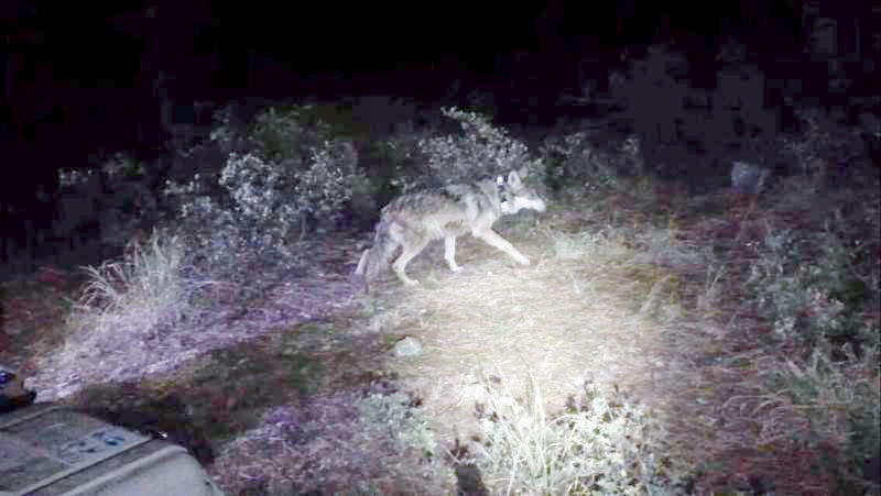 This photo provided by Wolf Haven International shows the recent release of a family of Mexican gray wolves in Mexico. 