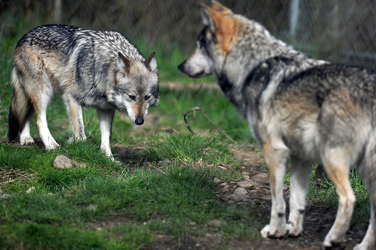 Mexican gray wolves, Noel, left, and Lorenzo walk around their fenced enclosure at Wolf Haven International in 2013.