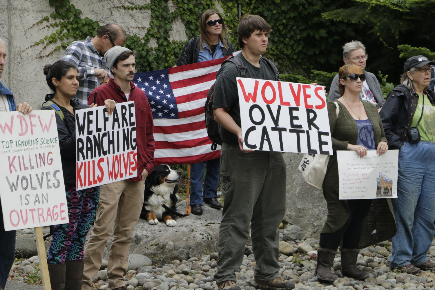 Opponents of the state's decision to eradicate a wolf pack in order to protect cattle protest outside of the Washington Department of Fish and Wildlife, Thursday, Sept. 1, 2016, in Olympia, Wash. 