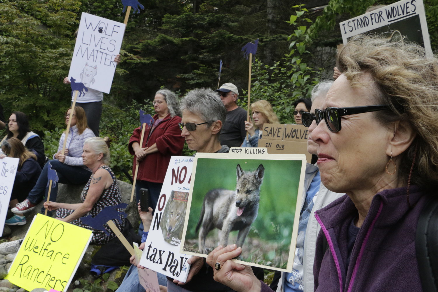 Opponents of the state's decision to eradicate a wolf pack in order to protect cattle protest outside of the Washington Department of Fish and Wildlife, Thursday, Sept. 1, 2016, in Olympia, Wash. So far, six of the 11 members of the Profanity Peak pack have been killed. 