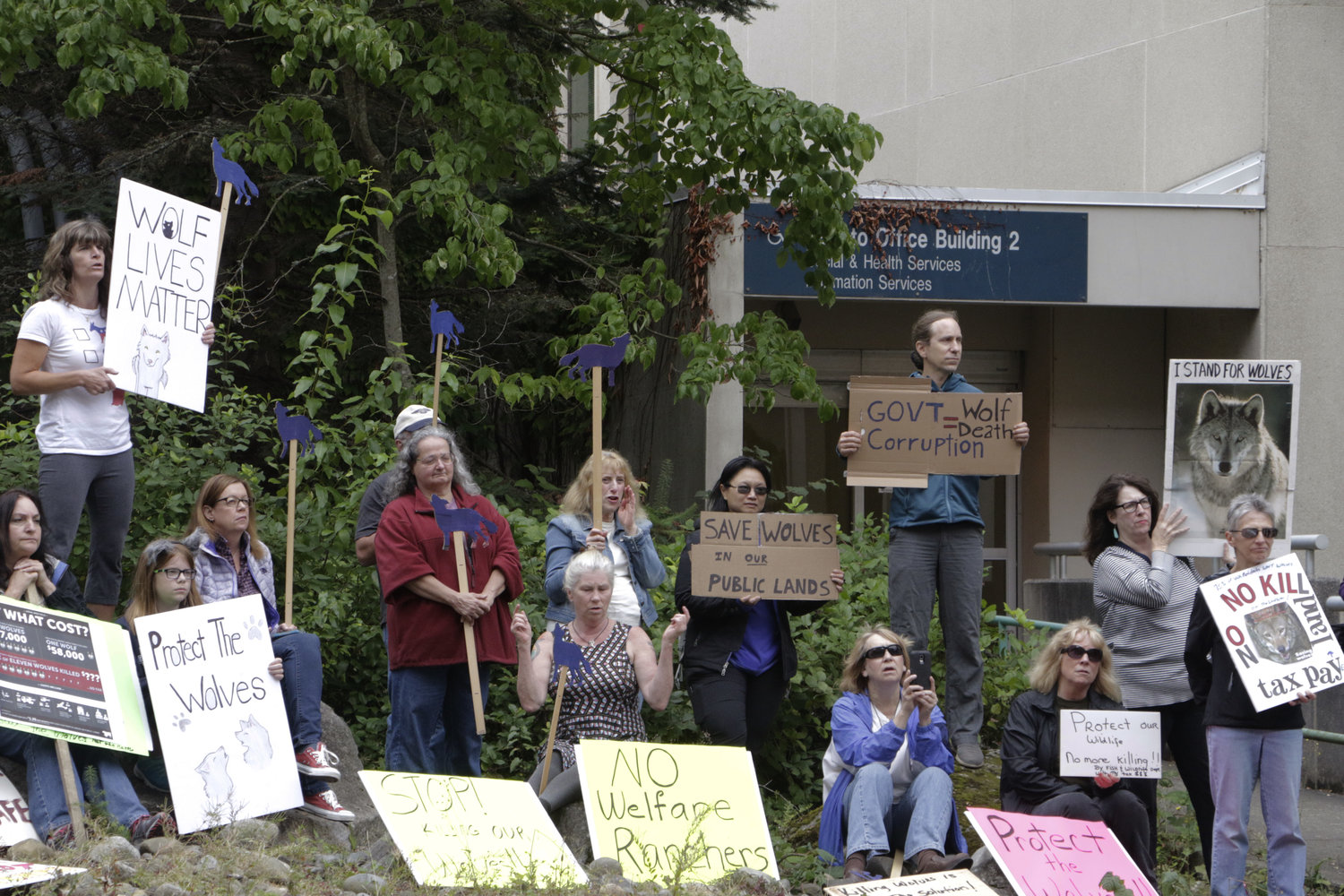 Opponents of the state's decision to eradicate a wolf pack in northeastern Washington protest outside of the Washington Department of Fish and Wildlife, Thursday, Sept. 1, 2016, in Olympia, Wash. So far, six of the 11 members of the pack have been killed to protect cattle. 