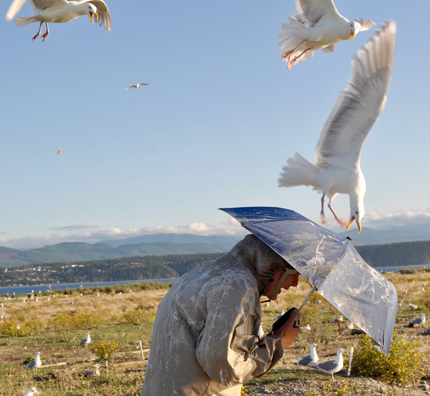 In this photo taken on July 13, 2016, biologist Jim Hayward shields himself with an umbrella while visiting a large gull nesting colony on Protection Island, a wildlife refuge in the Strait of Juan de Fuca, near Port Townsend, Wash. Hayward's research has found that climate change is triggering cannibalism among nesting gulls. (Tristan Baurick/Kitsap Sun via AP)