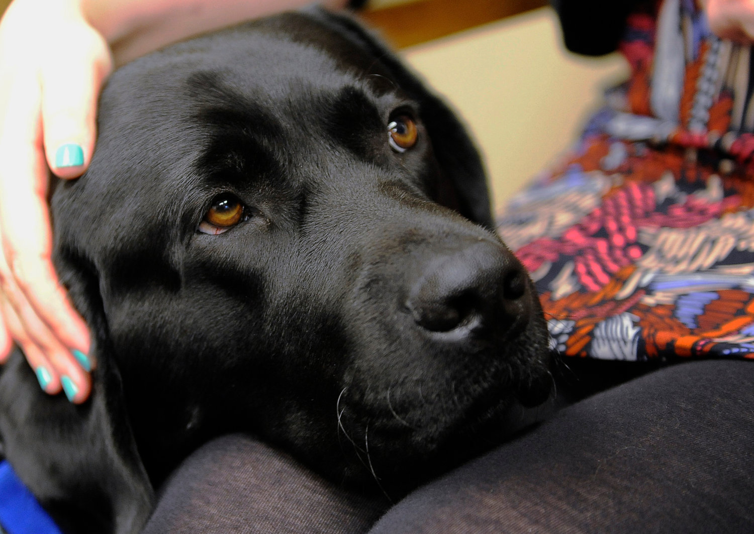 Marshal, the new courthouse facility dog, rests his head on the lap of an unidentified person at the Thurston County Courthouse in Olympia, Wash., Thursday, Dec. 24, 2015. The 2-year-old black lab has been specially trained to comfort crime victims at the county courthouse. (Steve Bloom/The Olympian via AP)