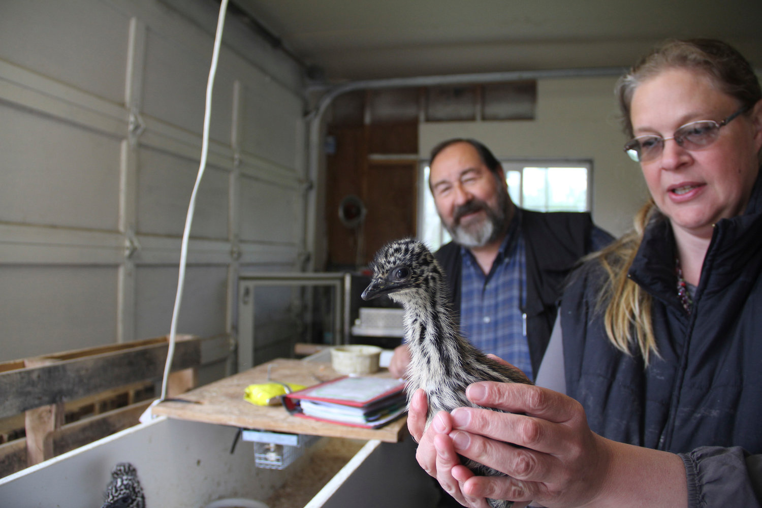 Tony Citryhn, left, watches as his wife, Janean Parker, holds a 2-week-old emu at their ranch, 3 Feathers Emu Ranch and Farm near Adna on Friday.
